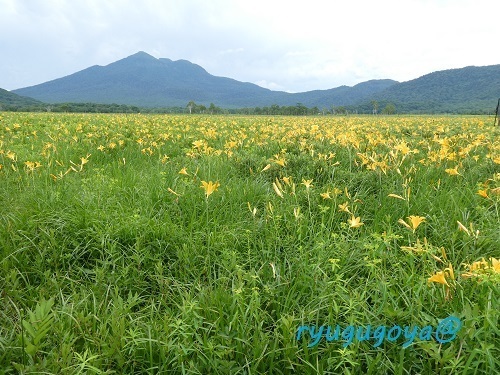 20240708-08nikkoukisuge.jpg