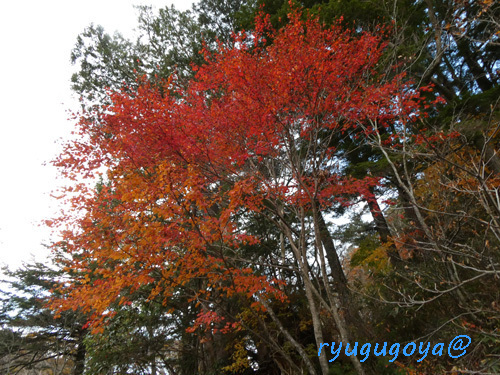 20241026-07kouyou.jpg