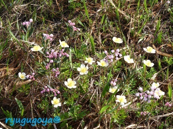 20250616tinnguruma-himesyakunage004.jpg